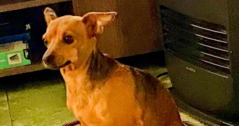 joelle pet sitter à HALLUIN 59250_5