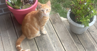 maïwen pet sitter à ST FARGEAU PONTHIERRY 77310_2