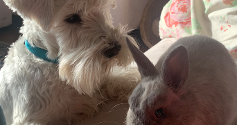 constance pet sitter à STRASBOURG 67000_1