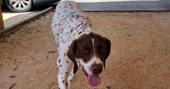 stephane pet sitter à SALON DE PROVENCE 13300_3