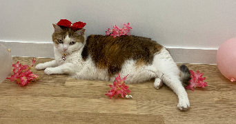 khadydia cat sitter à BOULOGNE BILLANCOURT 92100_10