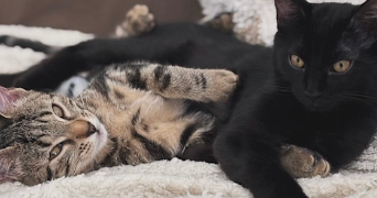 lucie pet sitter à ST ANDRE DE LA ROCHE 06730_3