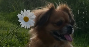 marie pet sitter à MARSEILLE 01 13001_2