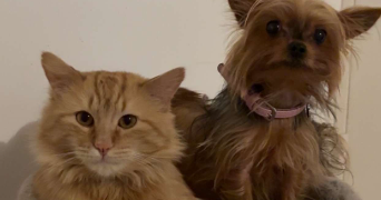 indra et meï-yan pet sitter à LYON 03 69003_1