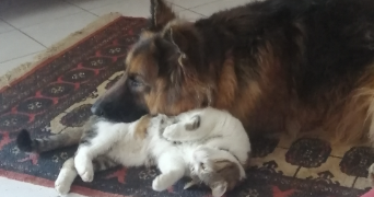 jade pet sitter à VILLEURBANNE 69100_2
