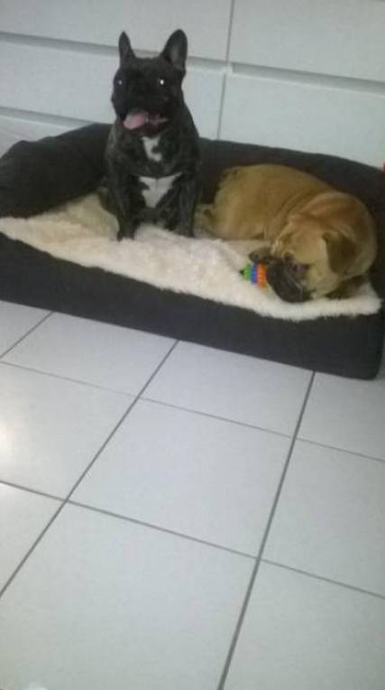 sandra pet sitter à Biscarrosse 40600_3