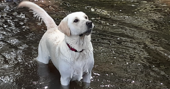 evelyne pet sitter à SOUSSANS 33460_1