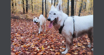 maïwen pet sitter à BELFORT 90000_3