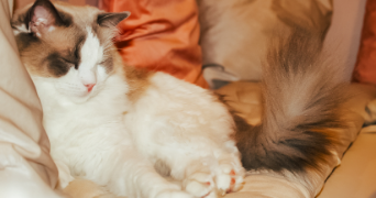 oceane pet sitter à SEVRIER 74320_9