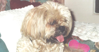 patricia dog sitter à NANTES 44300_2