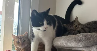 sandie pet sitter à LIVRON SUR DROME 26250