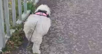 landreau pet sitter à COGOLIN 83310_3