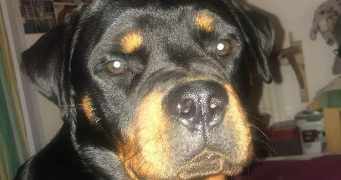 mareva pet sitter à CLAMART 92140_2