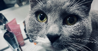 audrey cat sitter à VERNEUIL SUR SEINE 78480_1