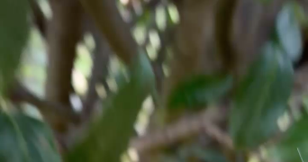 victoria-ambre pet sitter à ST DIDIER SUR CHALARONNE 01140_1