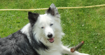 sami pet sitter à SARAN 45770_1