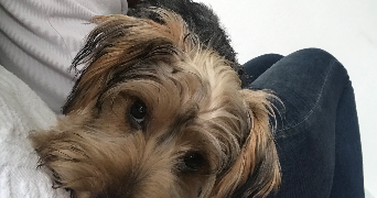 alexann pet sitter à LAON 02000_3