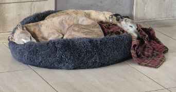 mélanie pet sitter à ST SYLVESTRE 87240_6