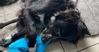 pauline pet sitter à SAINT-PAUL 97460_2