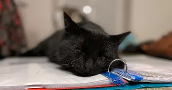 marine pet sitter à MONNES 02470