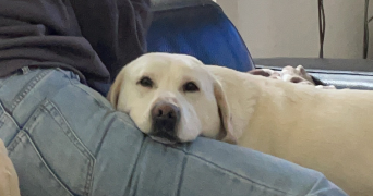 lisa pet sitter à LILLE 59000_3