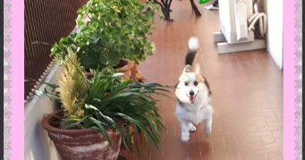 karine dog sitter à TOULON 83000_5