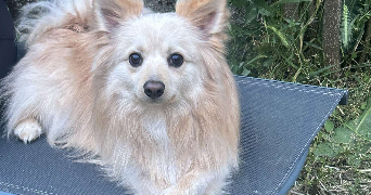 manon pet sitter à CARMAUX 81400_1