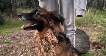 lila pet sitter à ST MANDRIER SUR MER 83430_3