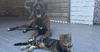maxime pet sitter à LE TAILLAN MEDOC 33320_2