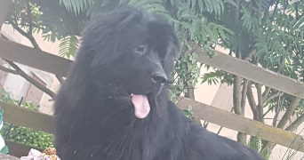 léa pet sitter à TOULON 83000_2
