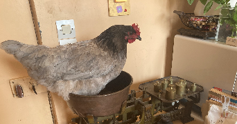 lina pet sitter à MONTROUGE 92120_1