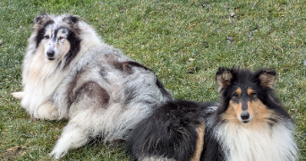 gaëlle pet sitter à LES PENNES MIRABEAU 13170_1