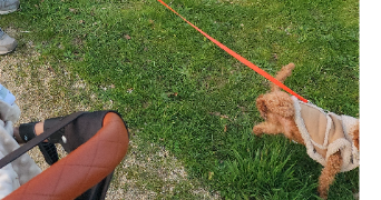 sabrina pet sitter à TOURCH 29140_8