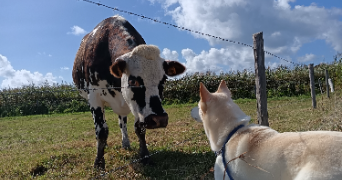 lechat pet sitter à GAILLAC 81600_2