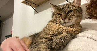 sofia pet sitter à NOISY LE GRAND 93160_4