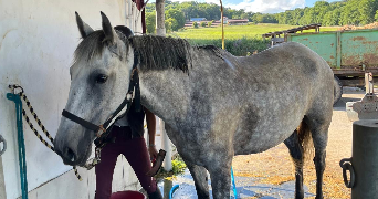 lilou pet sitter à ARTIGUELOUTAN 64420_0