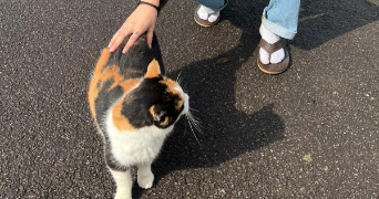nina pet sitter à ST RAPHAEL 83700_5
