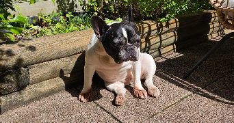 coralie pet sitter à ST SEBASTIEN SUR LOIRE 44230_4