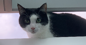 clara pet sitter à SEVRIER 74320_5