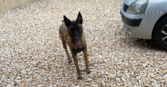 geraldine pet sitter à AIX EN PROVENCE 13090_1