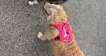 ashley pet sitter à TOULOUSE 31100_5