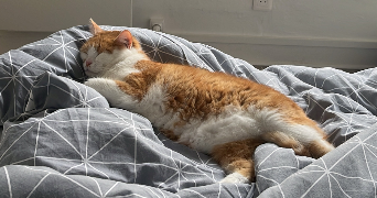 isaure pet sitter à NANTES 44100_1