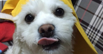 marie theresia pet sitter à STRASBOURG 67000_7