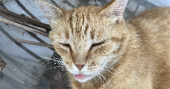 elisabeth pet sitter à MARSEILLE 04 13004_0