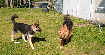 johanne pet sitter à NIEUL 87510_5