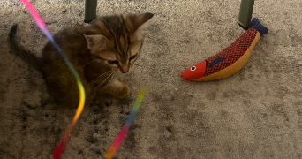 rita pet sitter à PARIS 13 75013_2