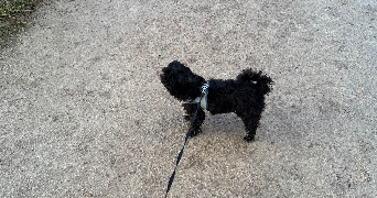 olivia pet sitter à CHALON SUR SAONE 71100_5