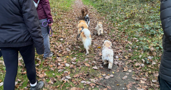 isabelle dog sitter à HOUILLES 78800_4