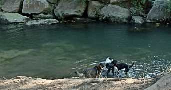 elodie pet sitter à MARSEILLE 08 13008_7