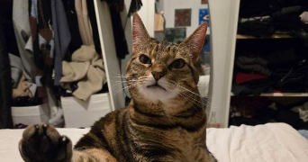 gwenaelle pet sitter à ST MICHEL SUR ORGE 91240_0